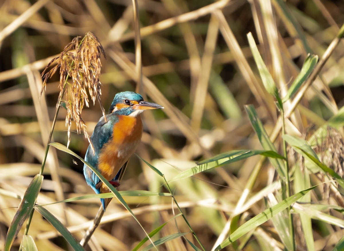 Common Kingfisher - ML625316361