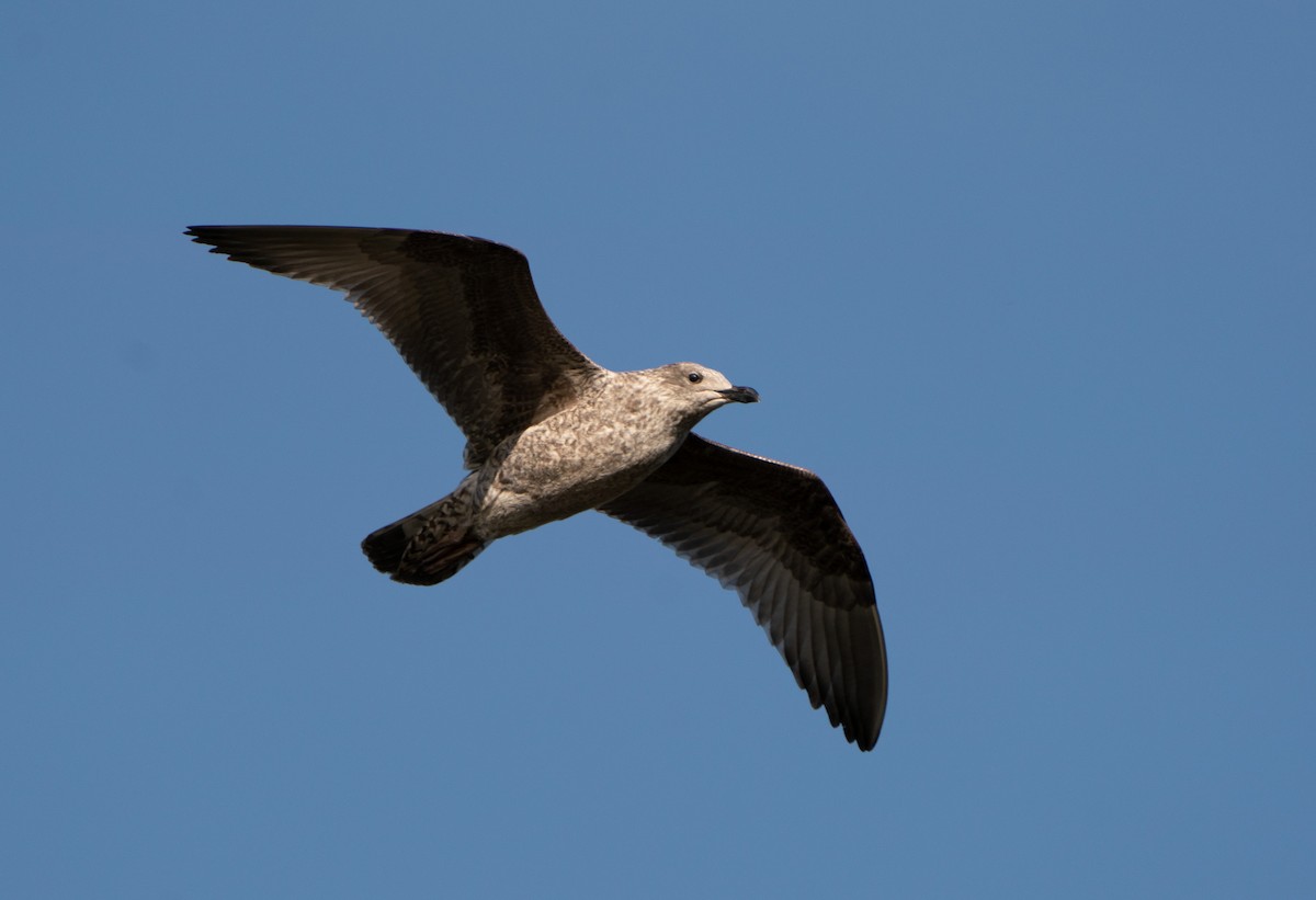 European Herring Gull - ML625316367