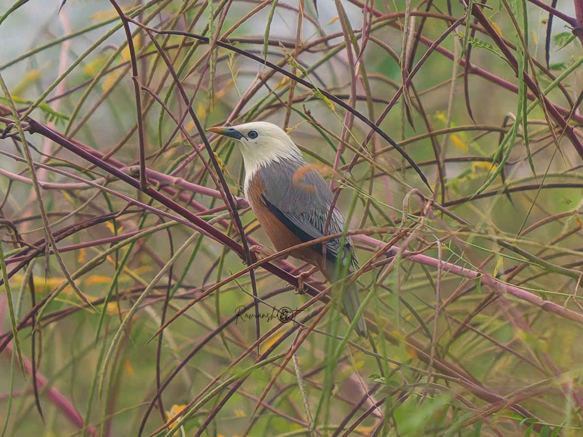 Malabar Starling - ML625316399