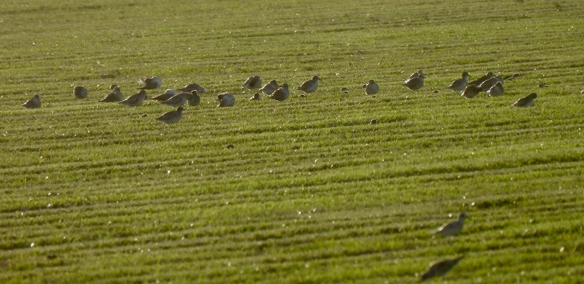 Black-bellied Plover - ML625316414