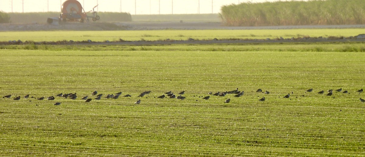 Black-bellied Plover - ML625316415