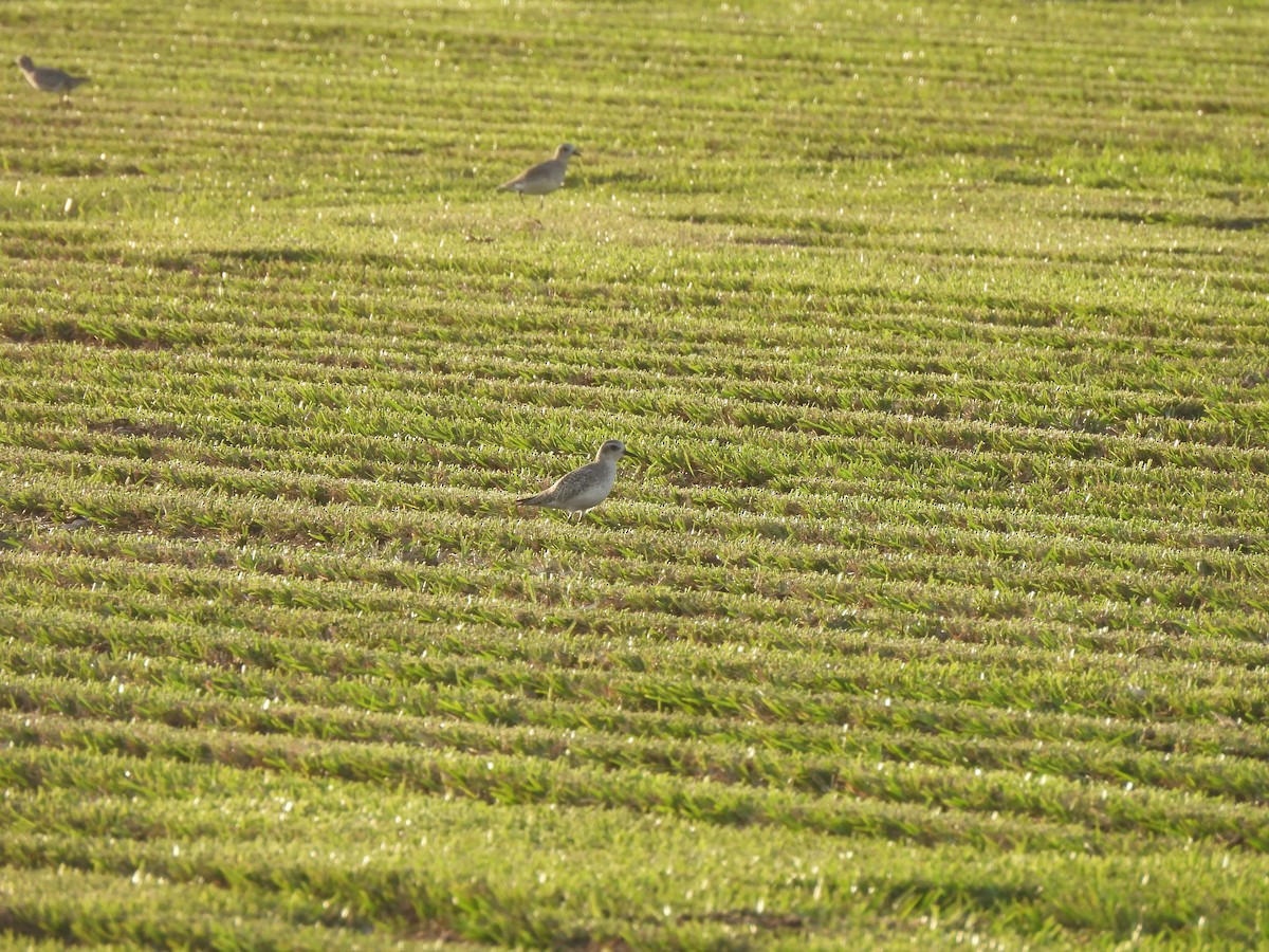 Black-bellied Plover - ML625316416