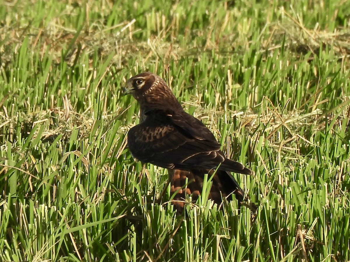 Northern Harrier - ML625316419