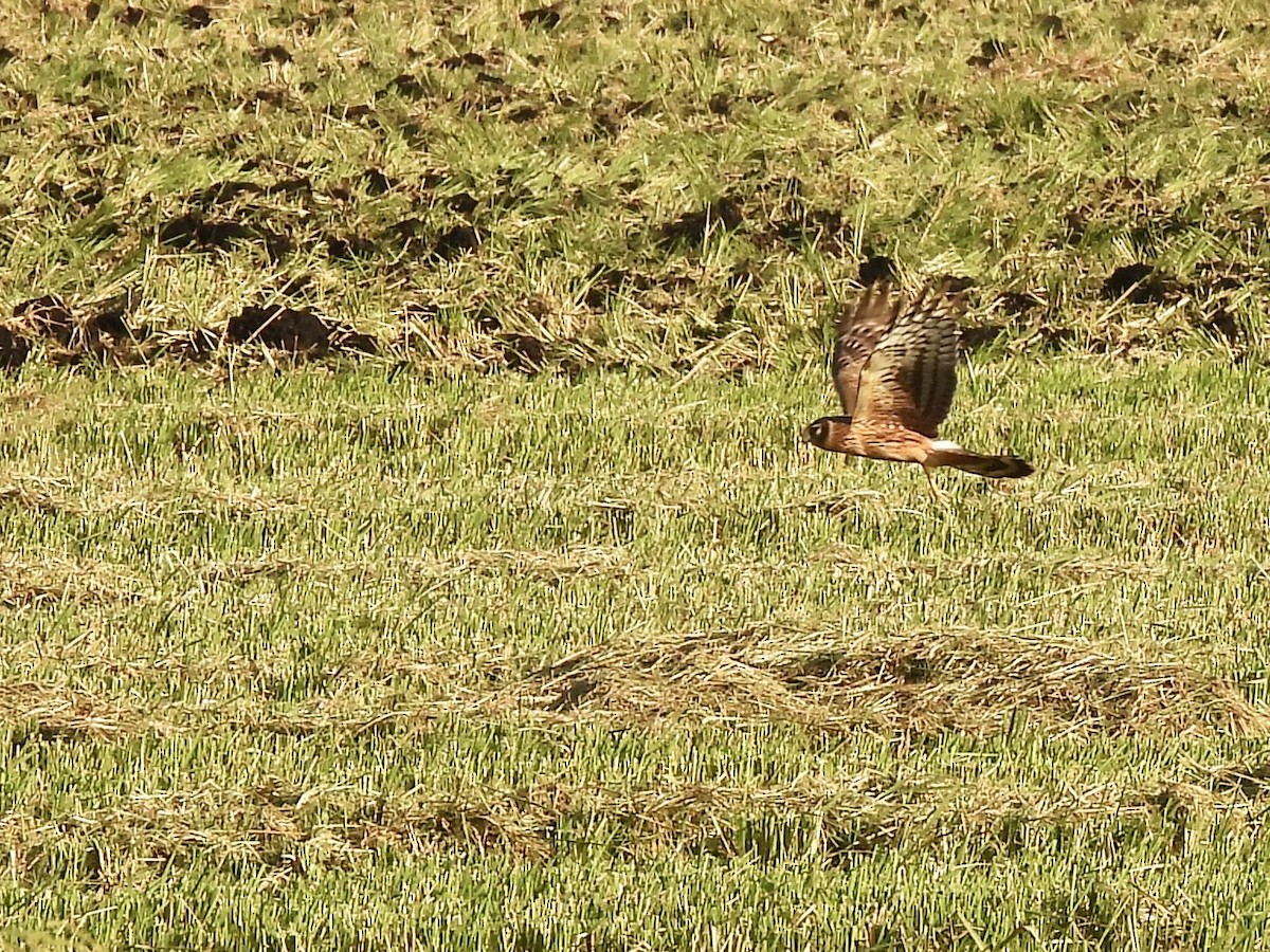 Northern Harrier - ML625316420