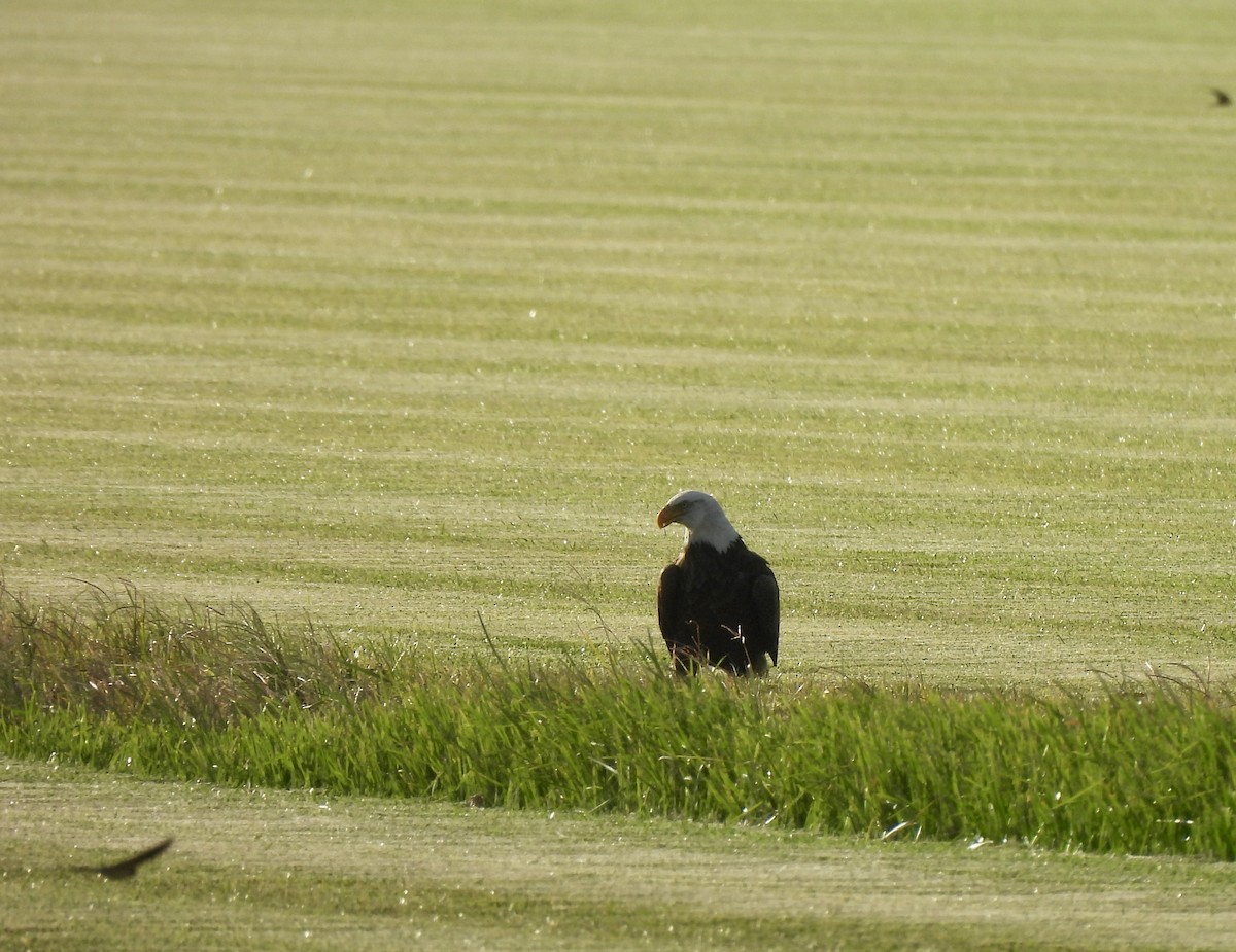 Bald Eagle - ML625316421