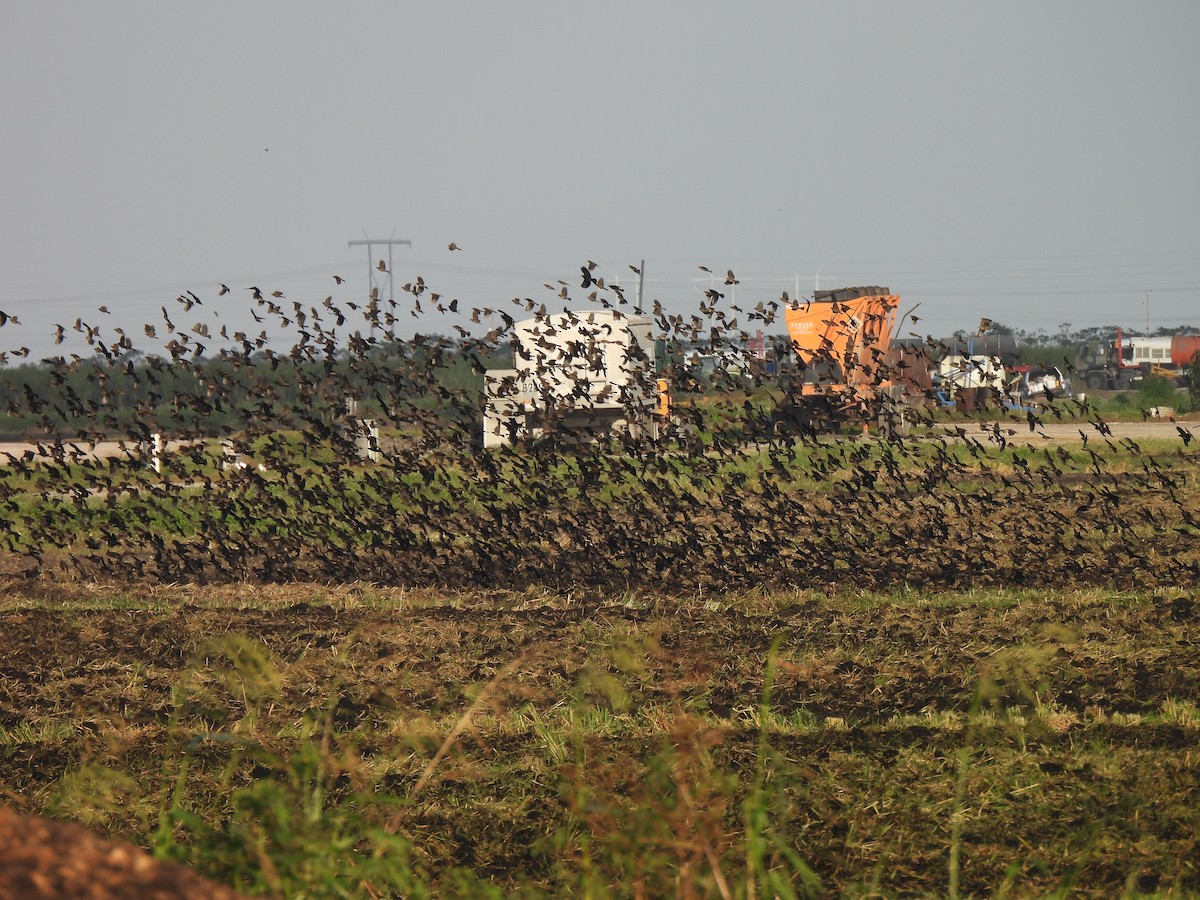 Red-winged Blackbird - ML625316424