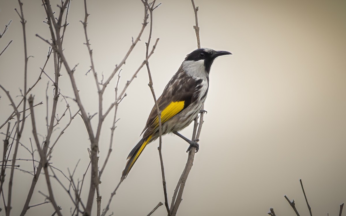 White-cheeked Honeyeater - ML625316625