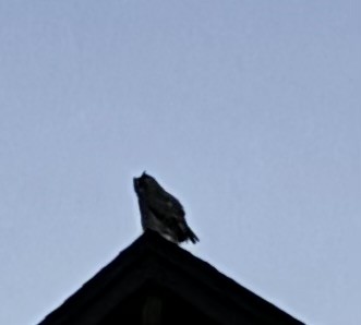 Great Horned Owl - ML625316661