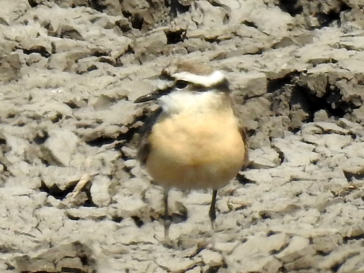 Kittlitz's Plover - ML625316671