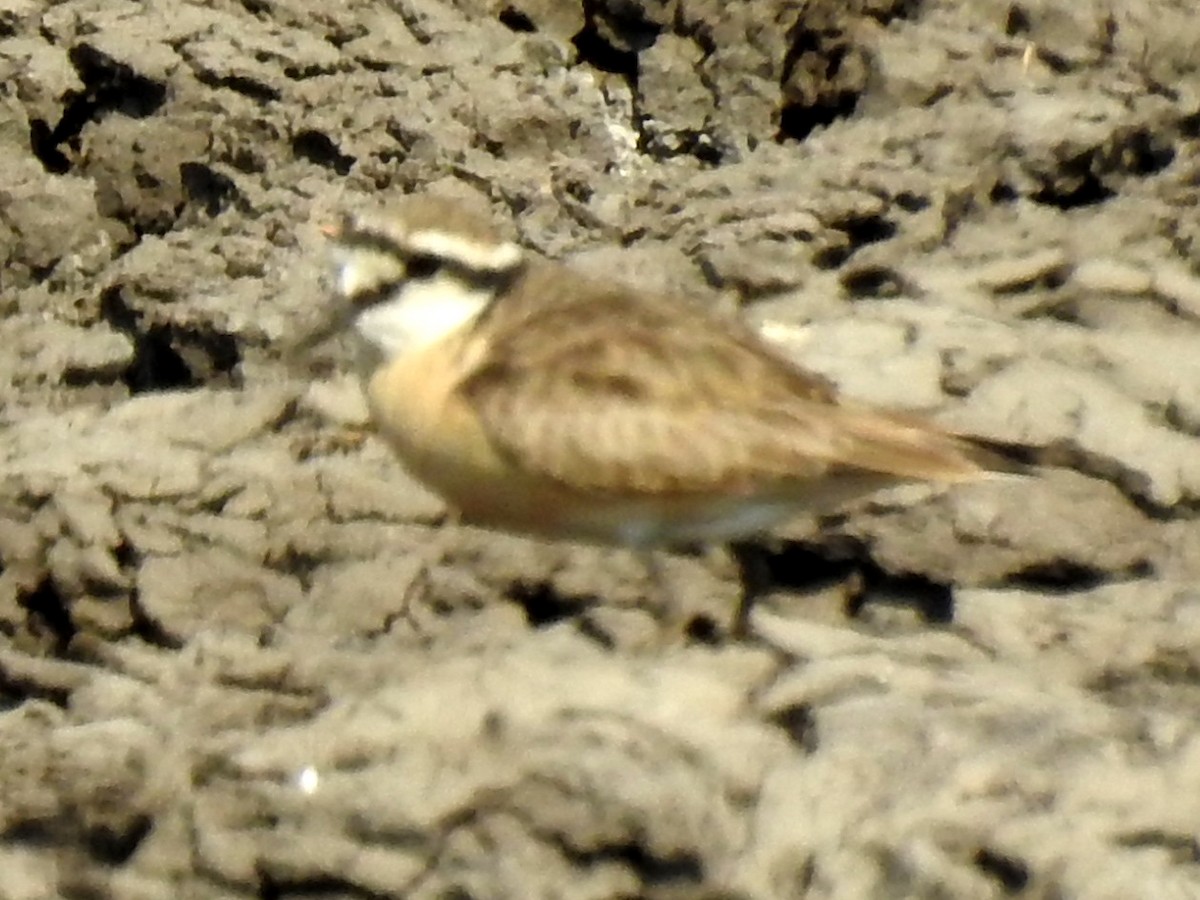 Kittlitz's Plover - ML625316672