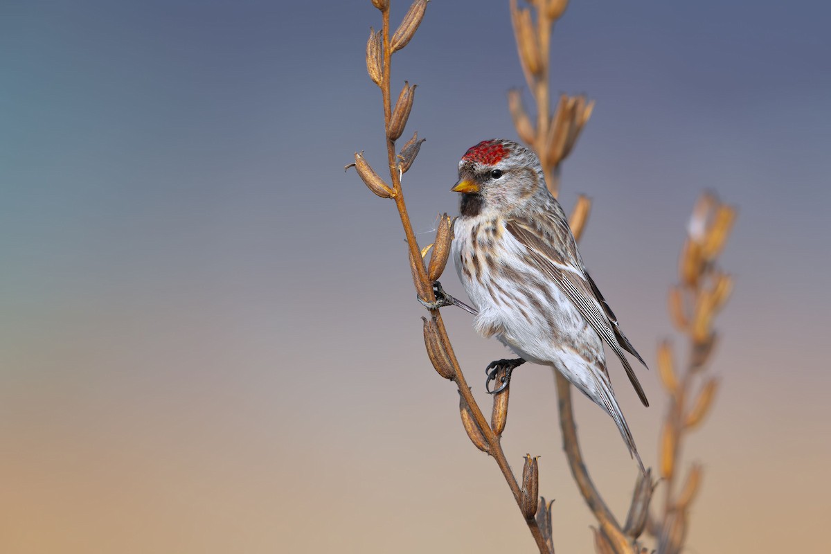 Redpoll (Common) - ML625316684