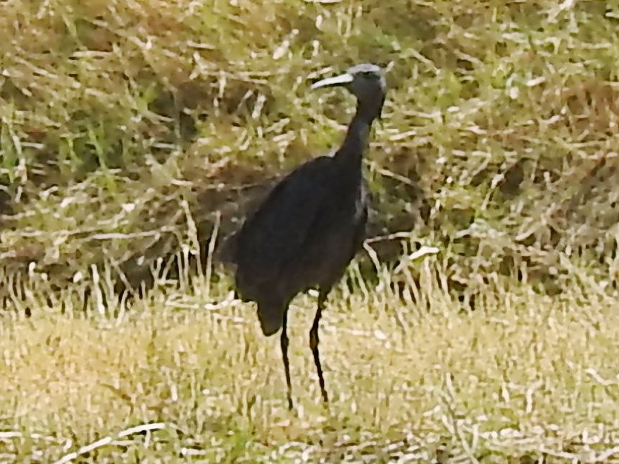 Black Heron - ML625316698