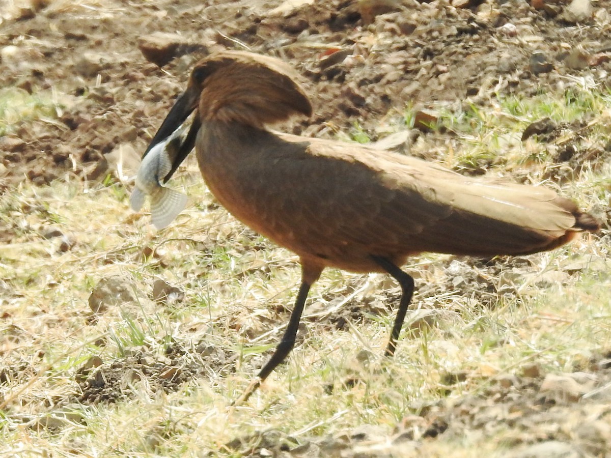 Hamerkop - ML625316716