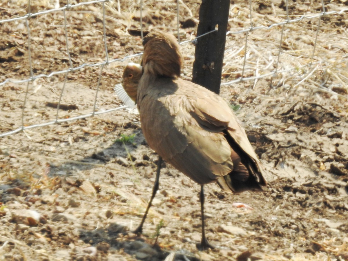 Hamerkop - ML625316717