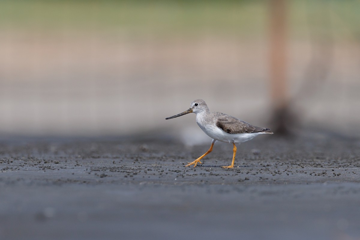 Terek Sandpiper - ML625316720