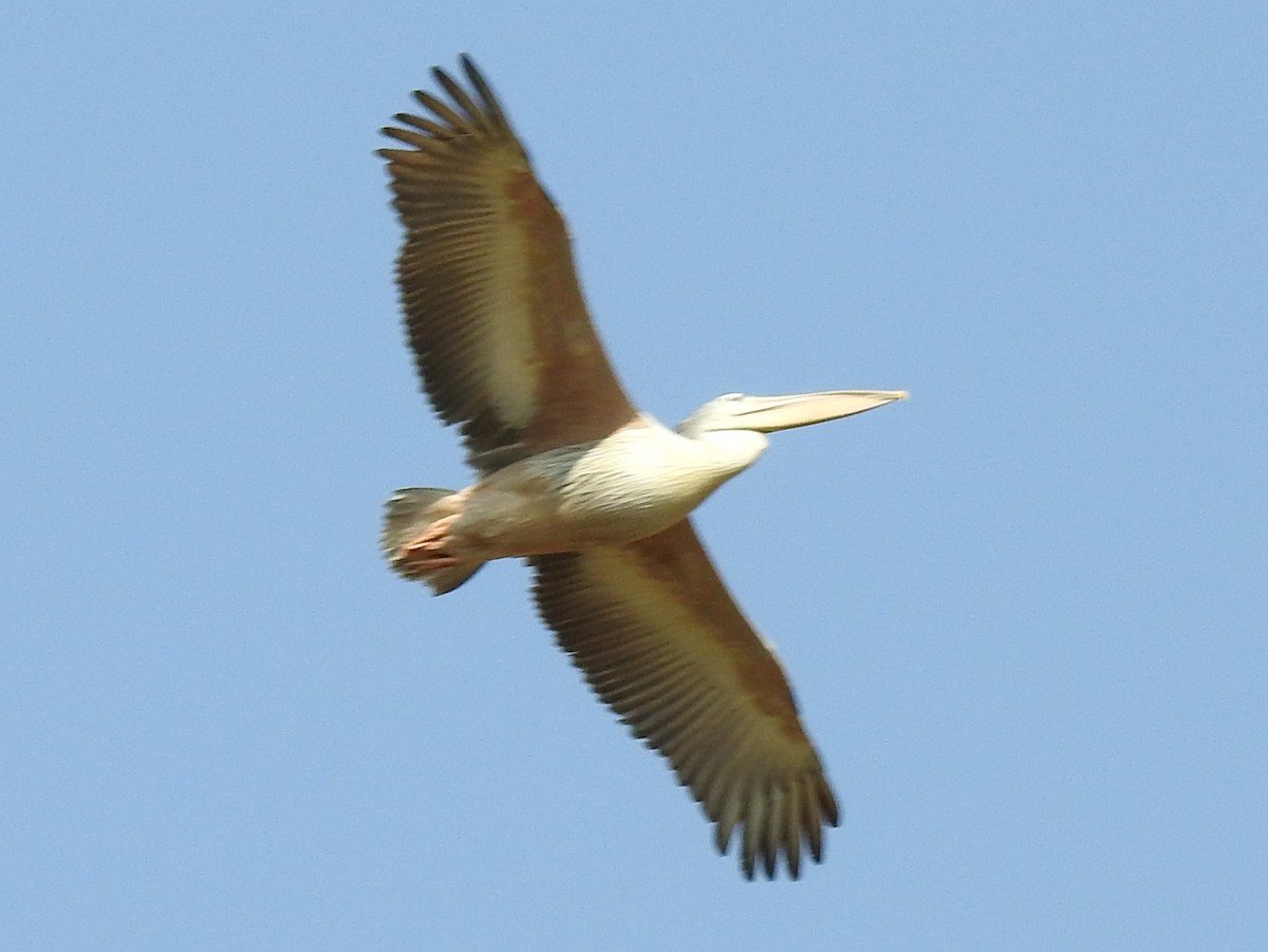 Pink-backed Pelican - ML625316721