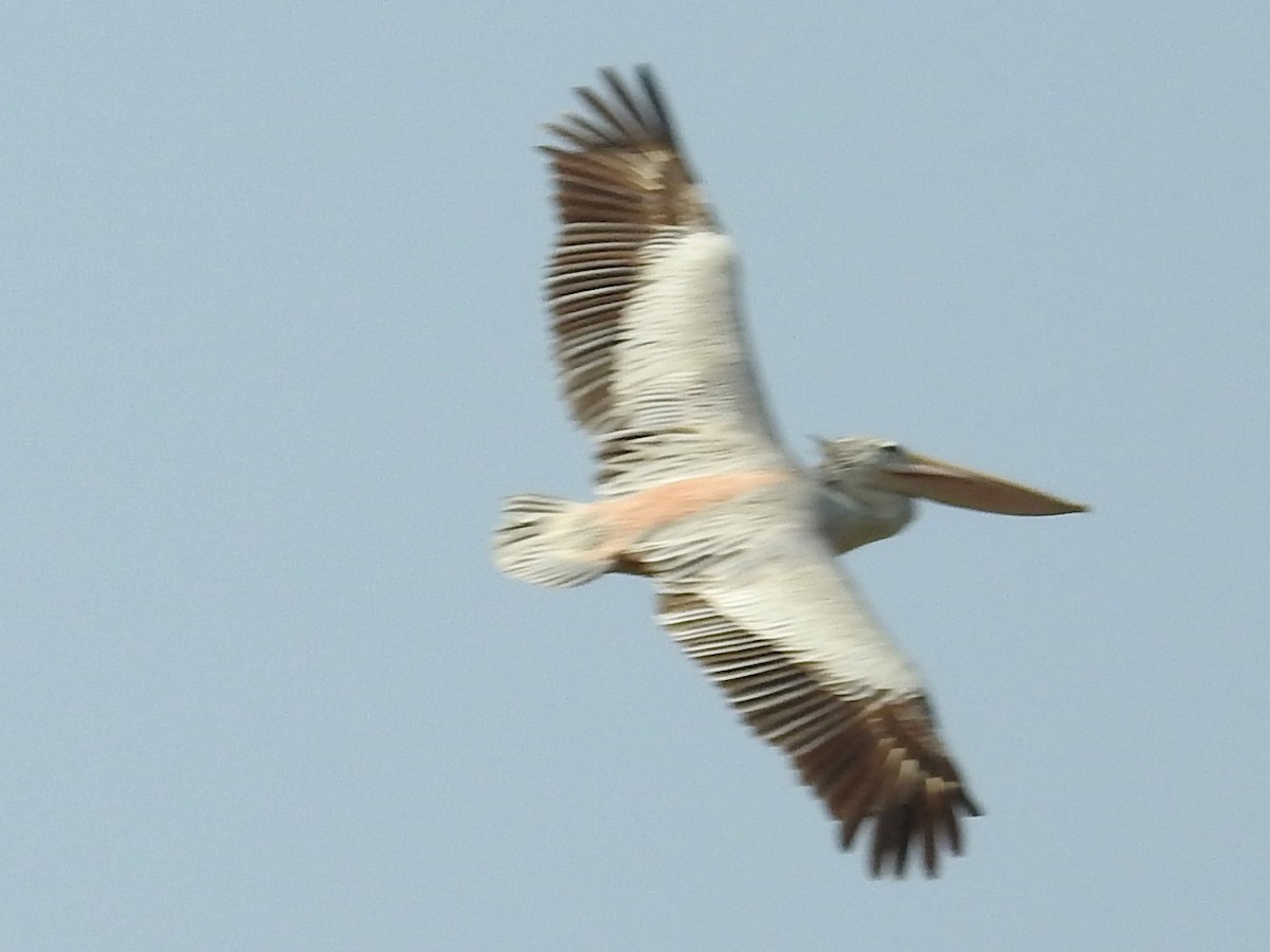 Pink-backed Pelican - ML625316722