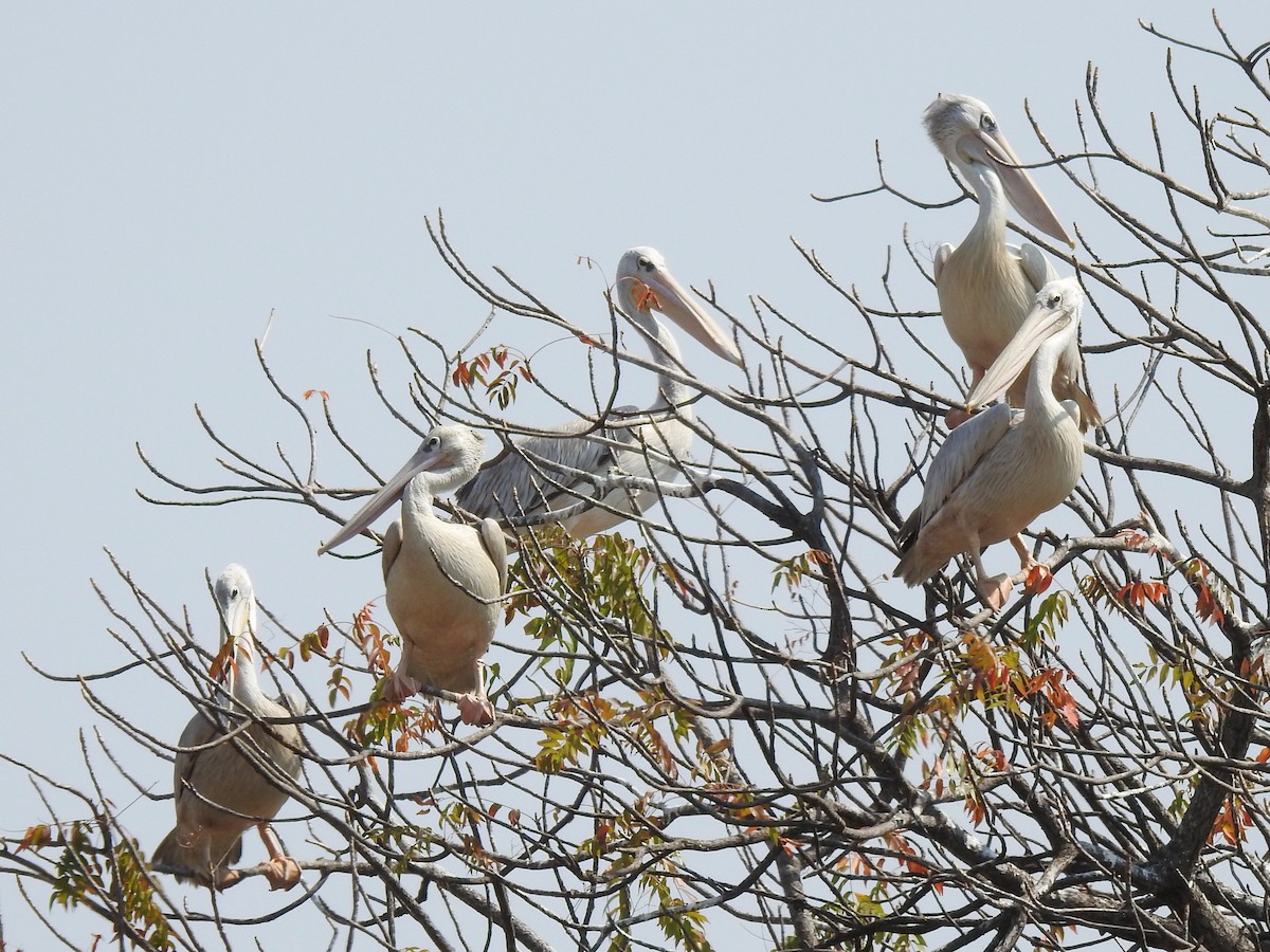 Pink-backed Pelican - ML625316725