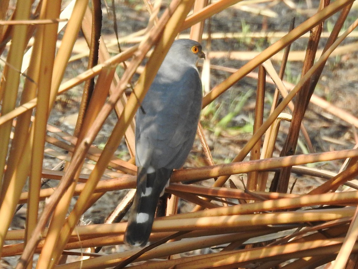 Little Sparrowhawk - ML625316727