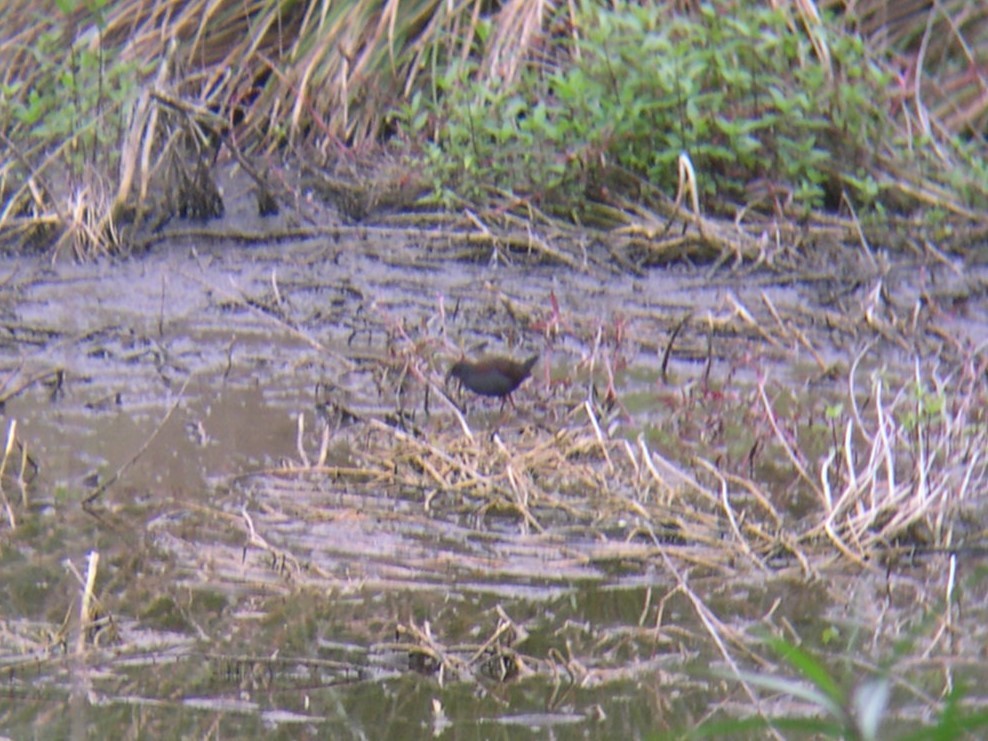 Spotless Crake - ML625316734