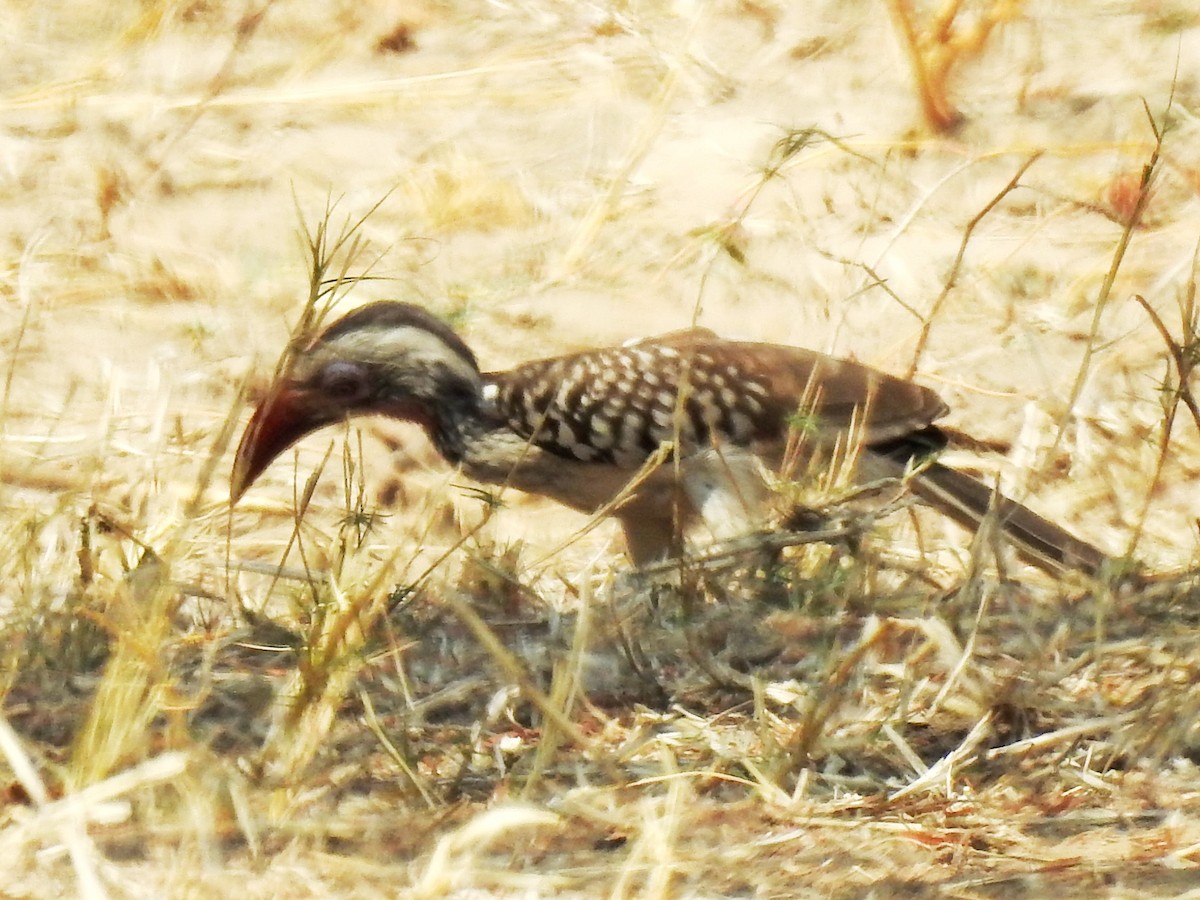 Southern Red-billed Hornbill - ML625316736