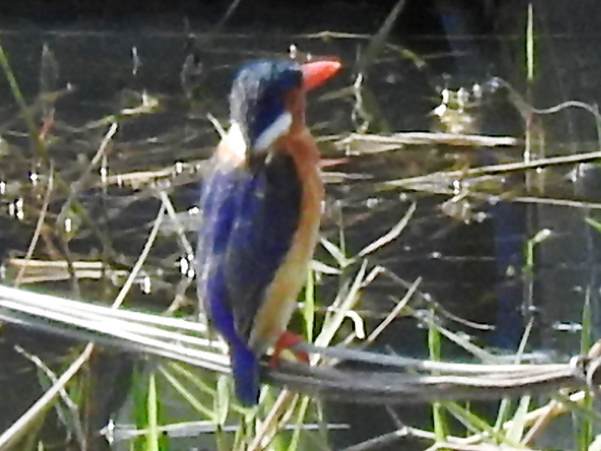 Malachite Kingfisher - ML625316738