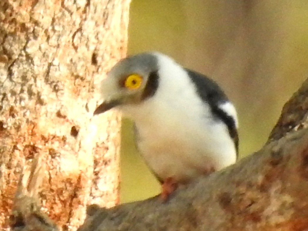 White-crested Helmetshrike - ML625316740