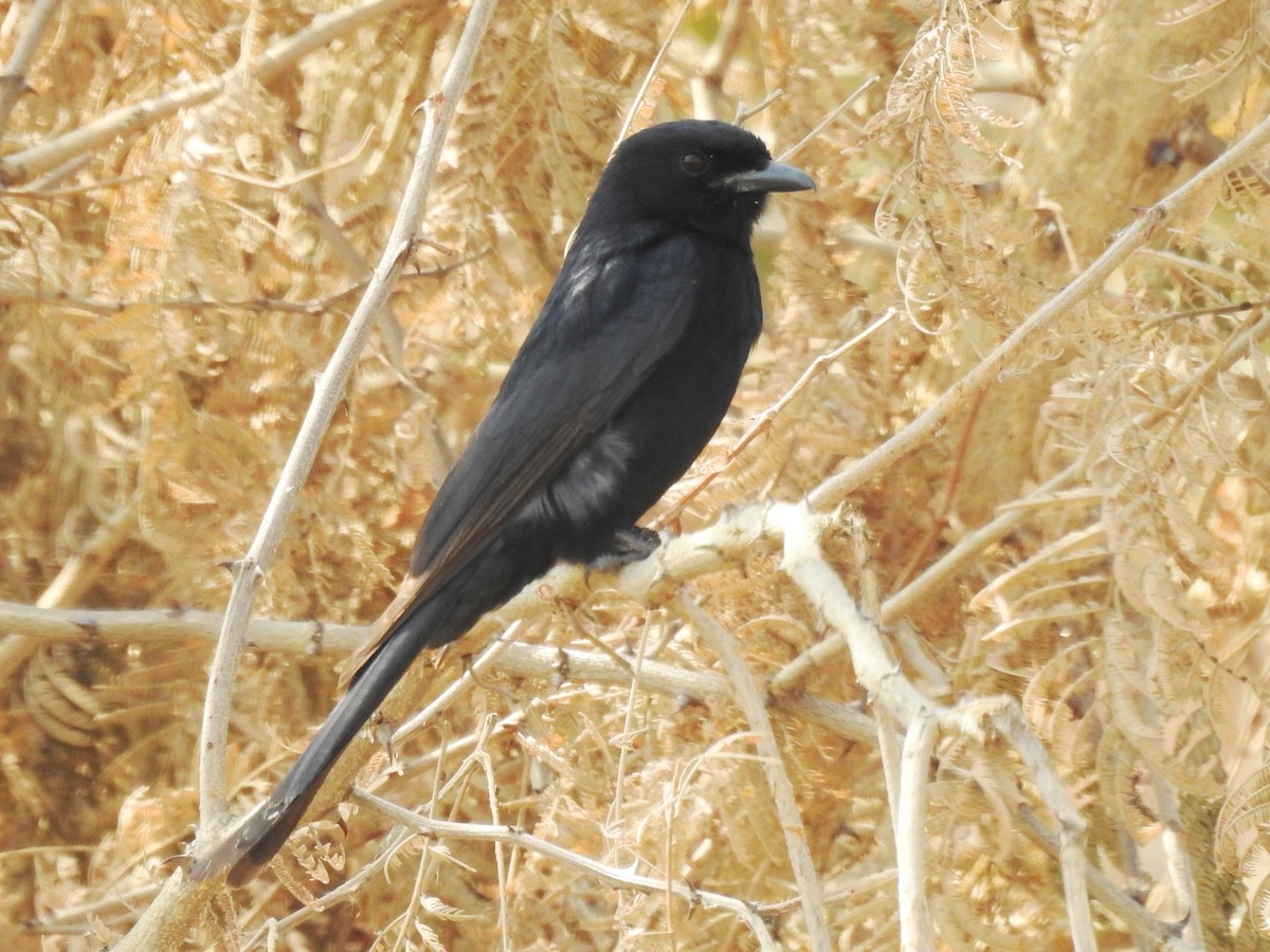 Fork-tailed Drongo - ML625316744