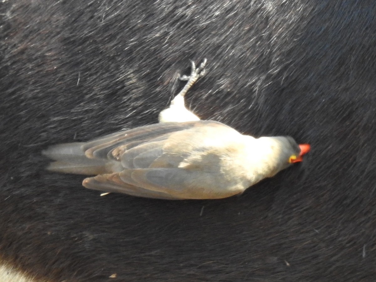 Red-billed Oxpecker - ML625316747