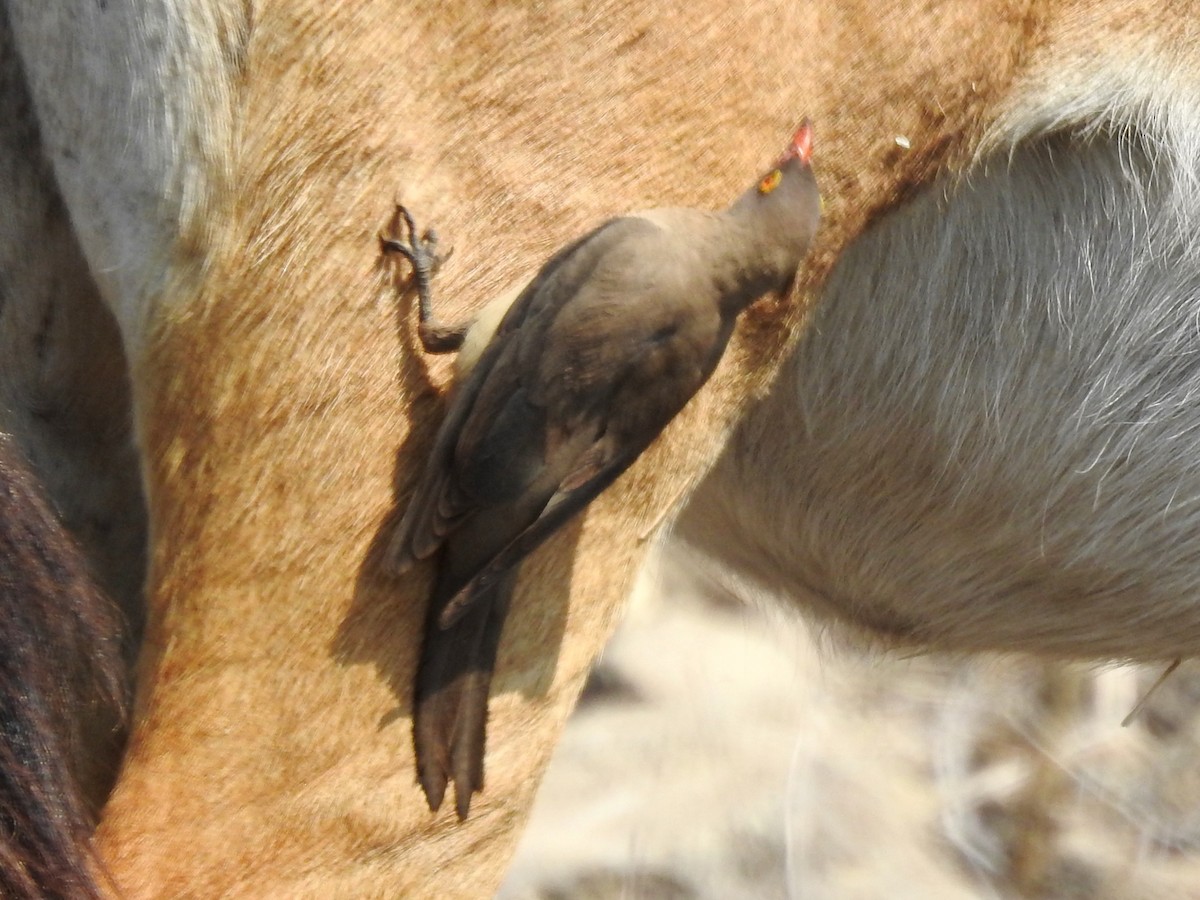 Red-billed Oxpecker - ML625316748