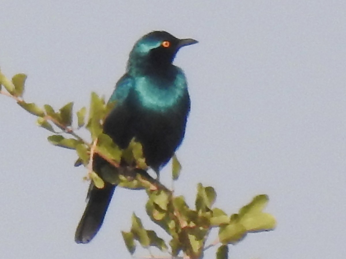 Greater Blue-eared Starling - ML625316749