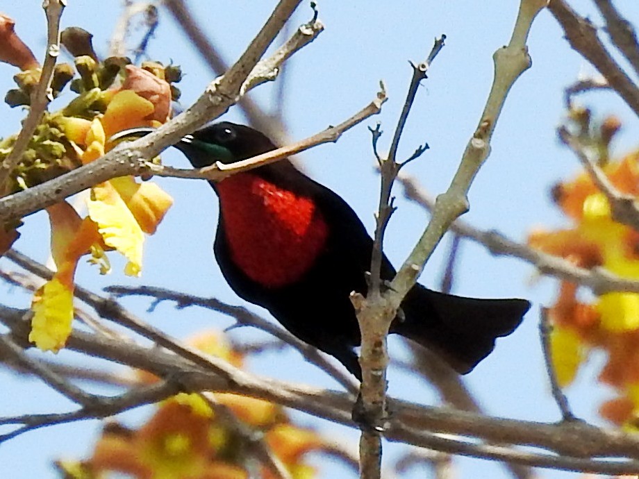 Scarlet-chested Sunbird - ML625316752