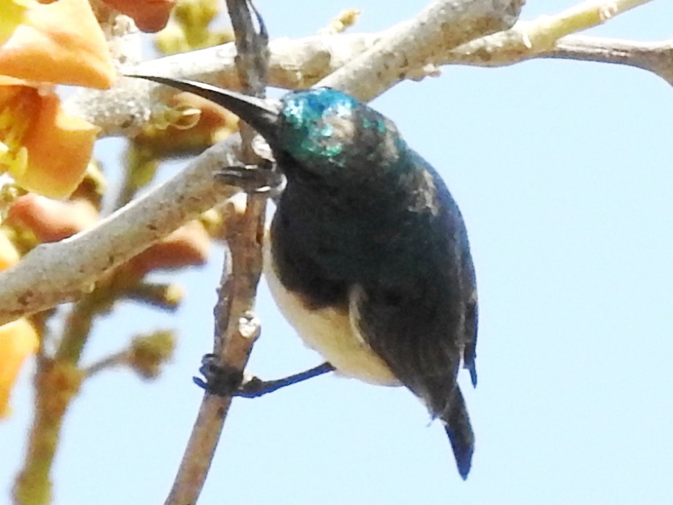 White-bellied Sunbird - ML625316756