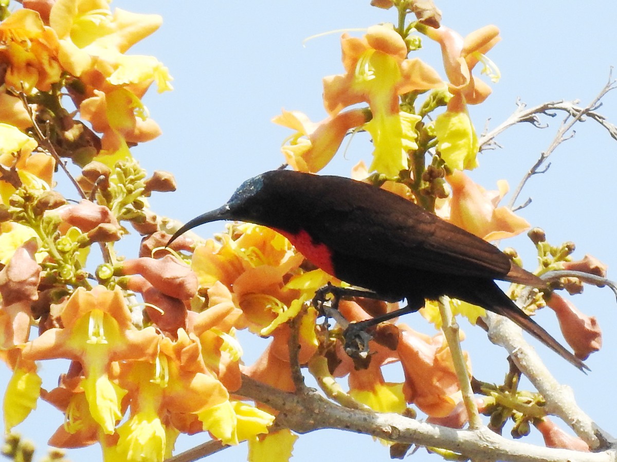 Scarlet-chested Sunbird - ML625316777