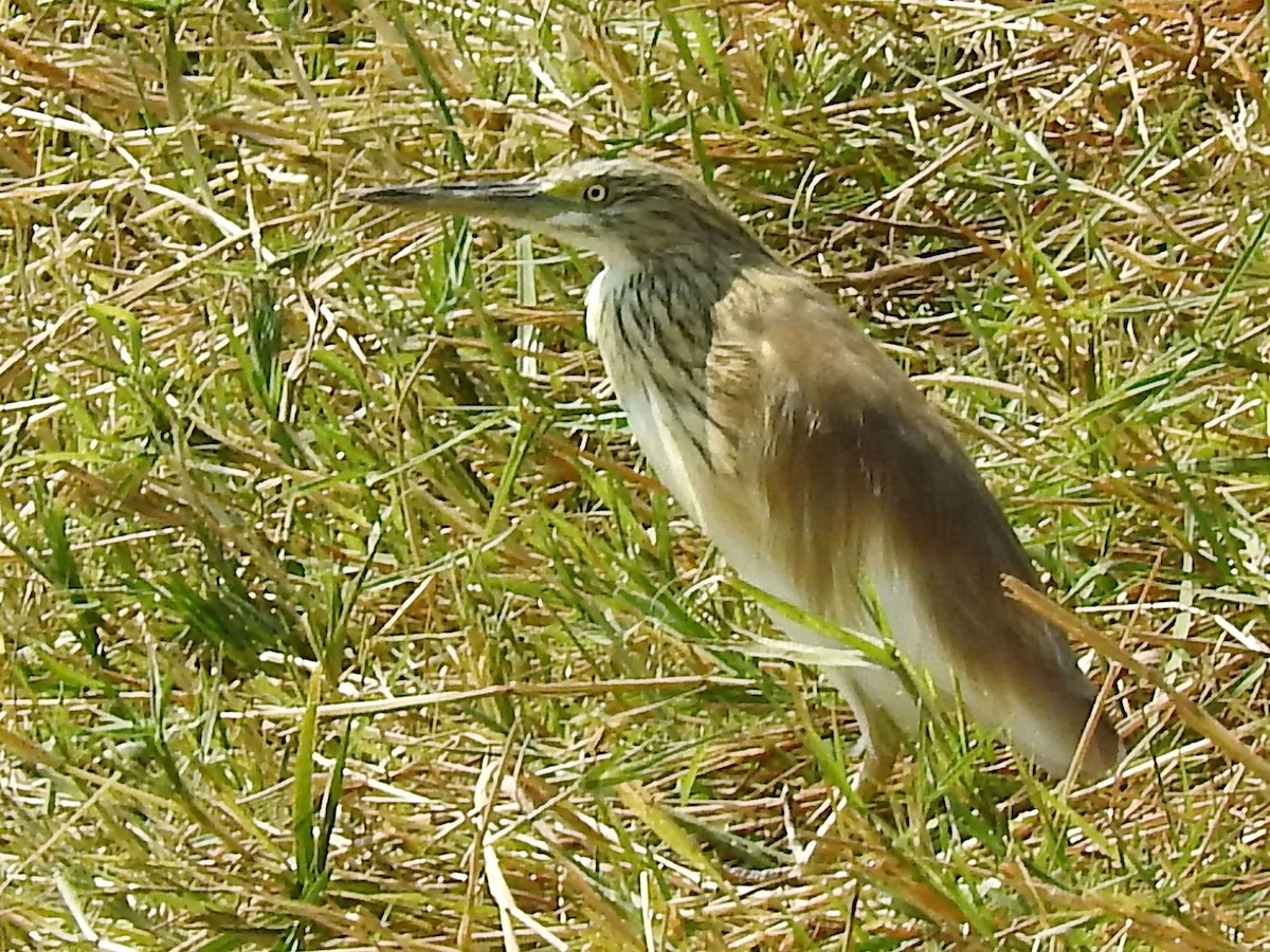 Squacco Heron - ML625316800