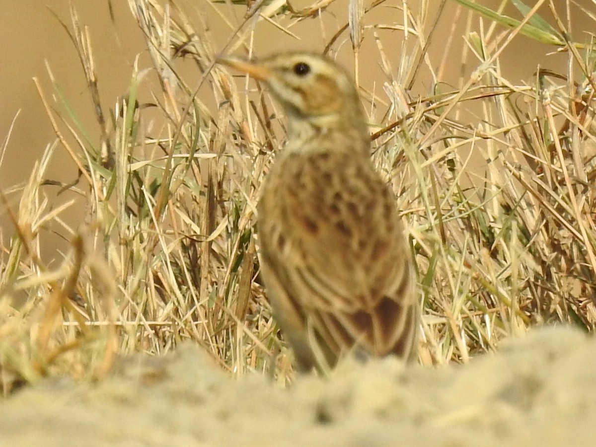 African Pipit - ML625316804