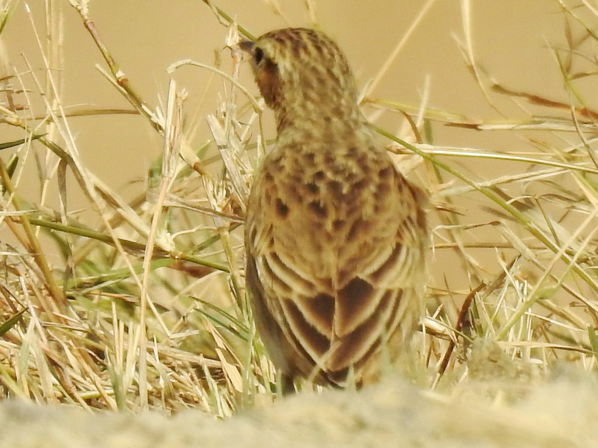 African Pipit - ML625316805