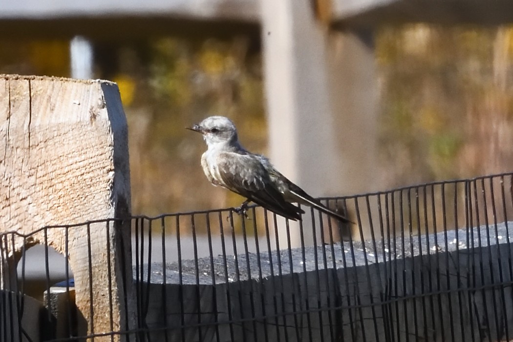 Western Kingbird - ML625316809