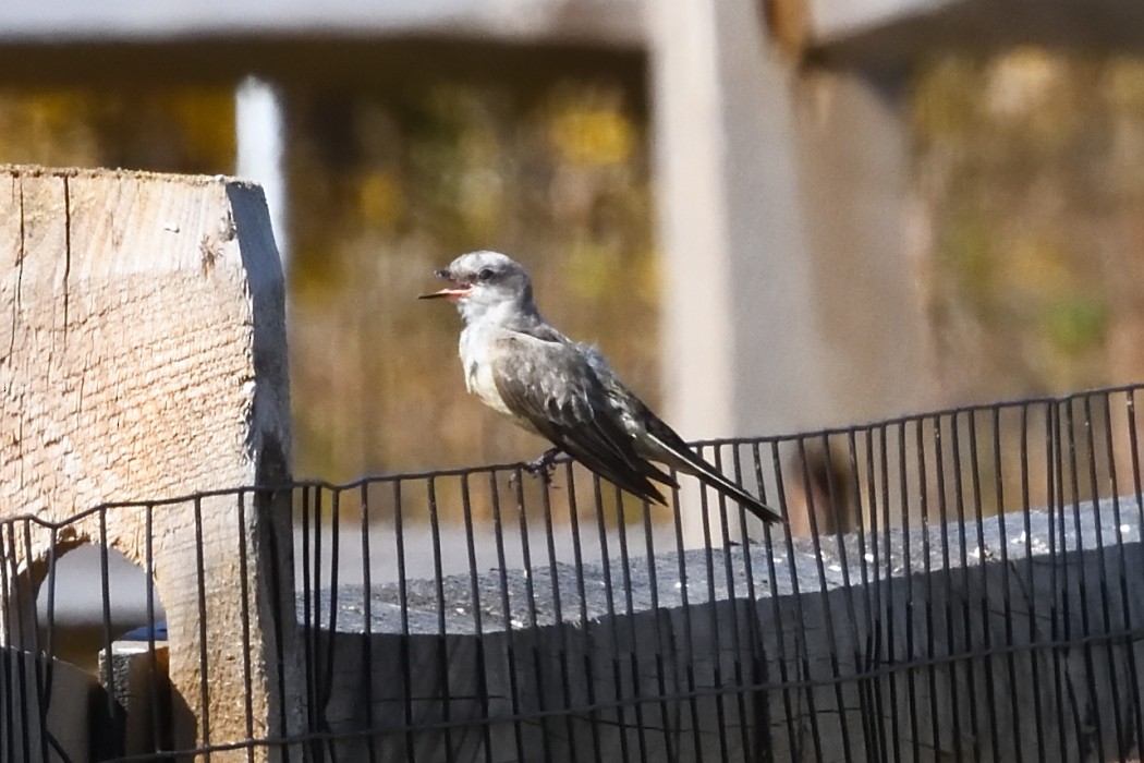 Western Kingbird - ML625316810