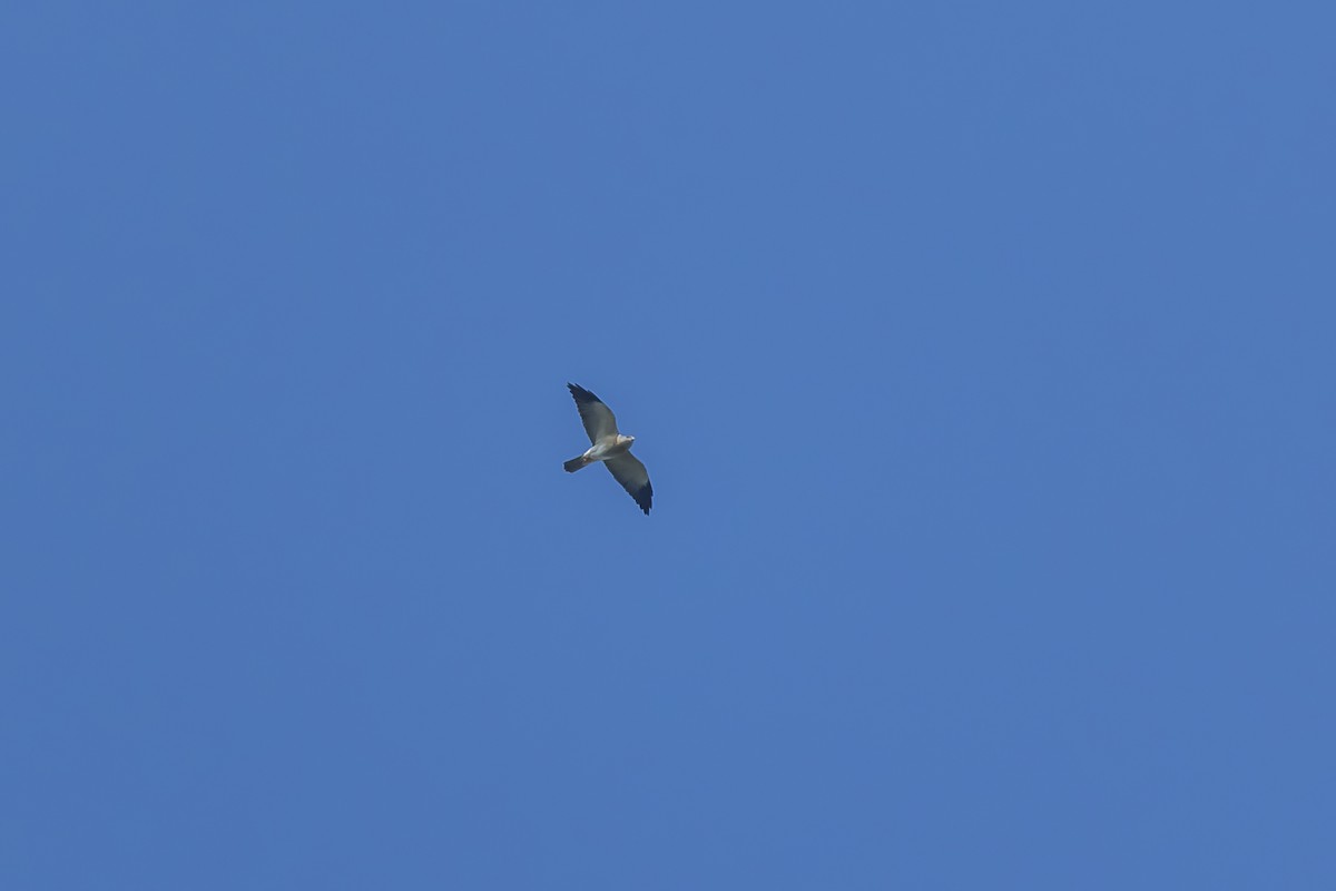 froskehauk - ML625316842