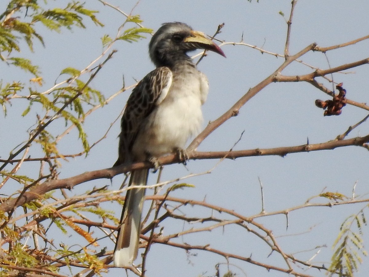 African Gray Hornbill - ML625316845