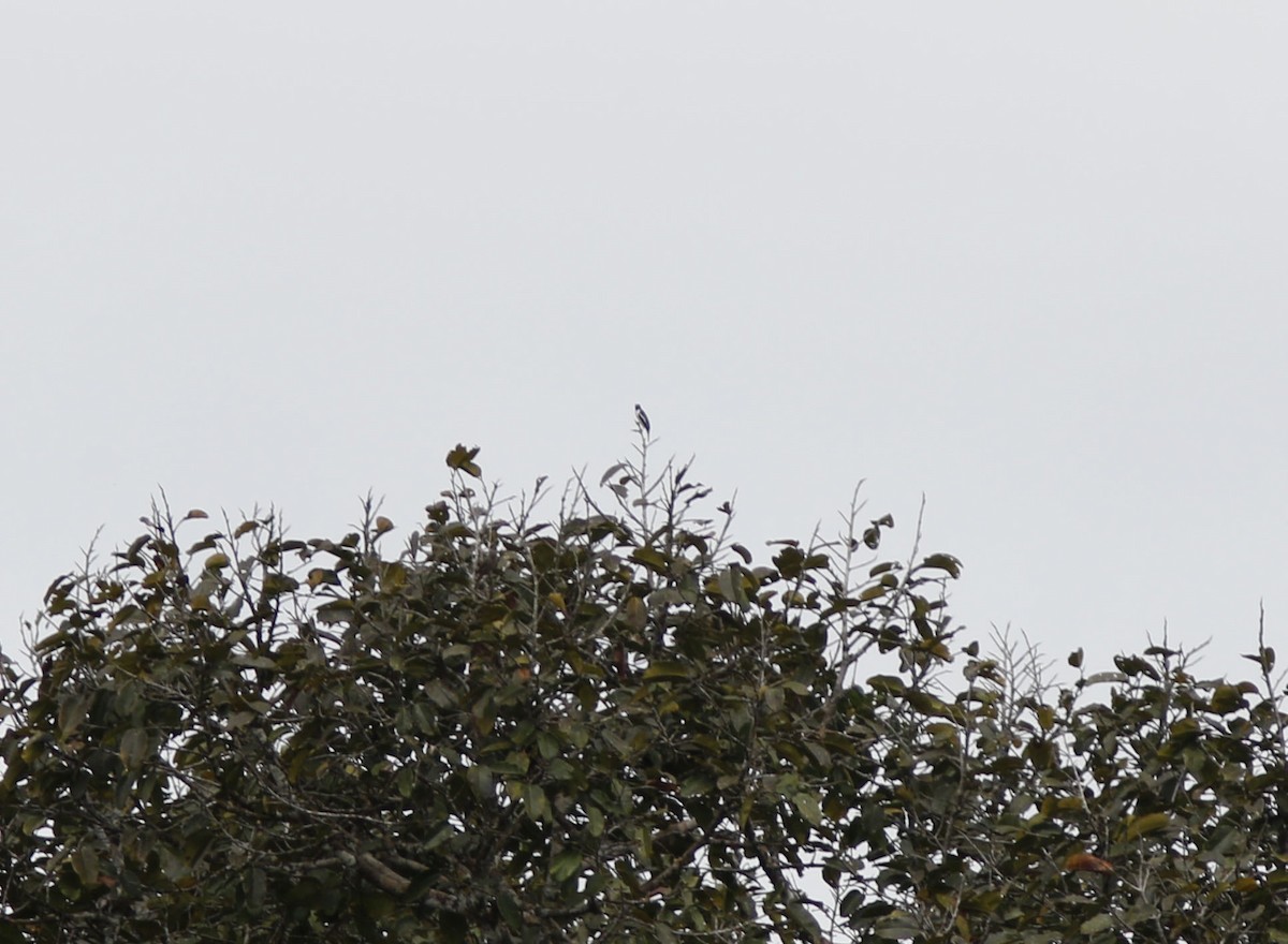 Purple-throated Cotinga - ML625316920