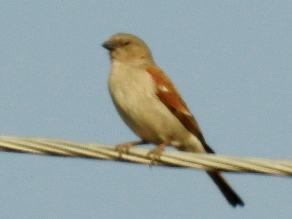 Southern Gray-headed Sparrow - ML625316929