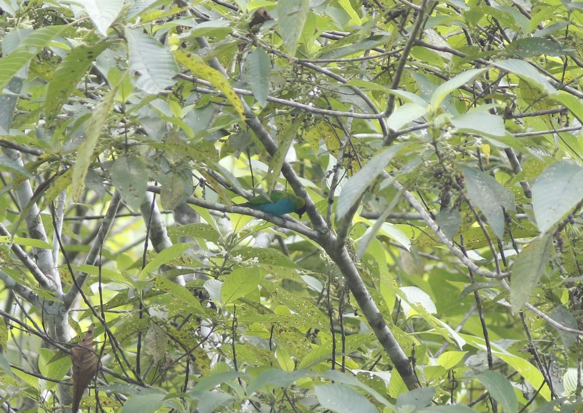 Bay-headed Tanager (Bay-and-blue) - ML625316941