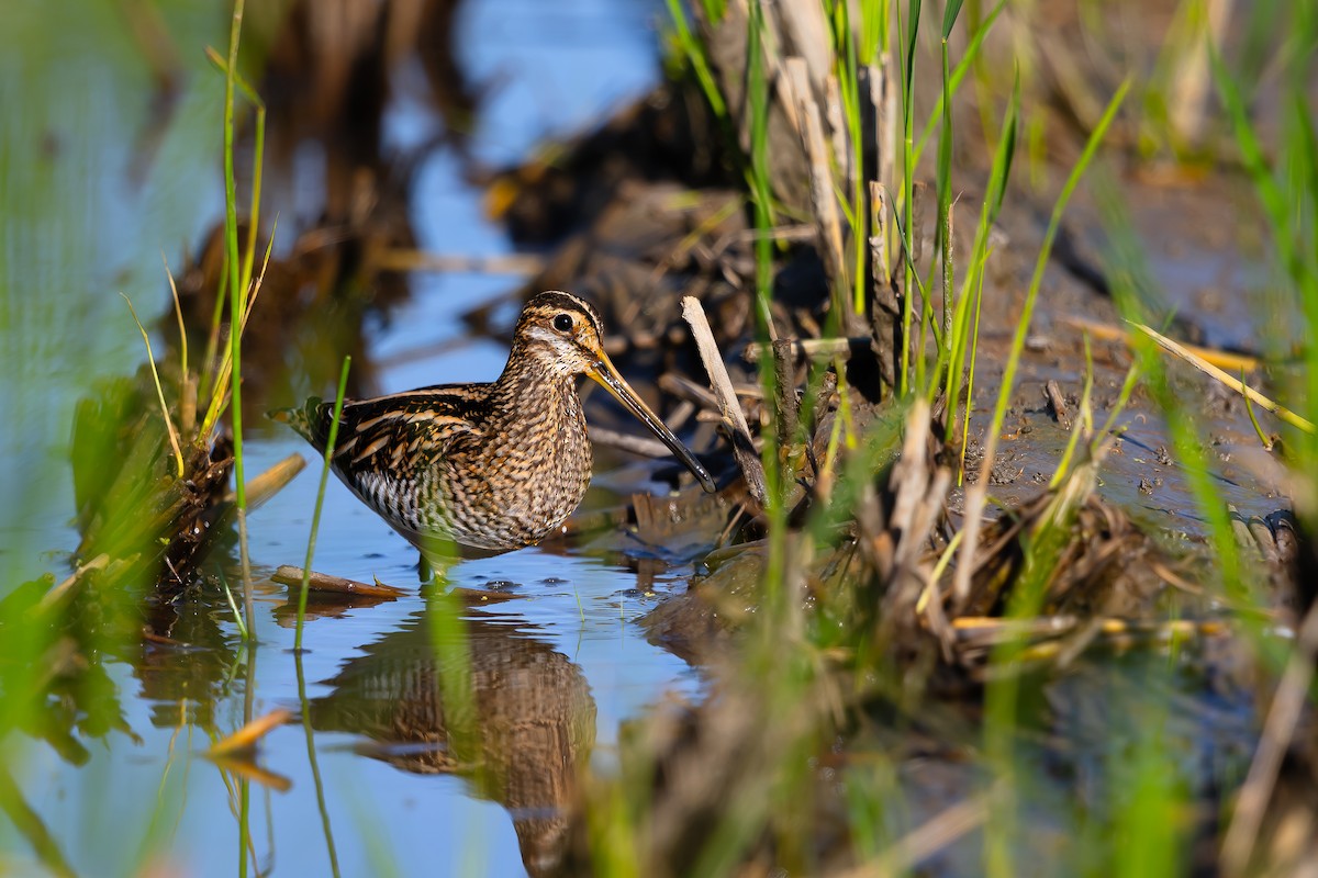 Common Snipe - ML625316951