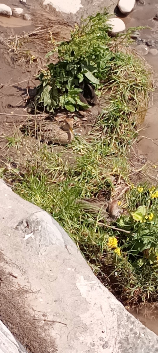 Yellow-billed Pintail - ML625317155