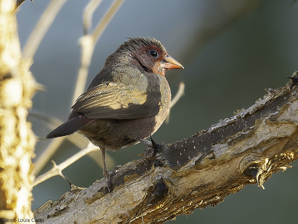 Bar-breasted Firefinch - ML625317167