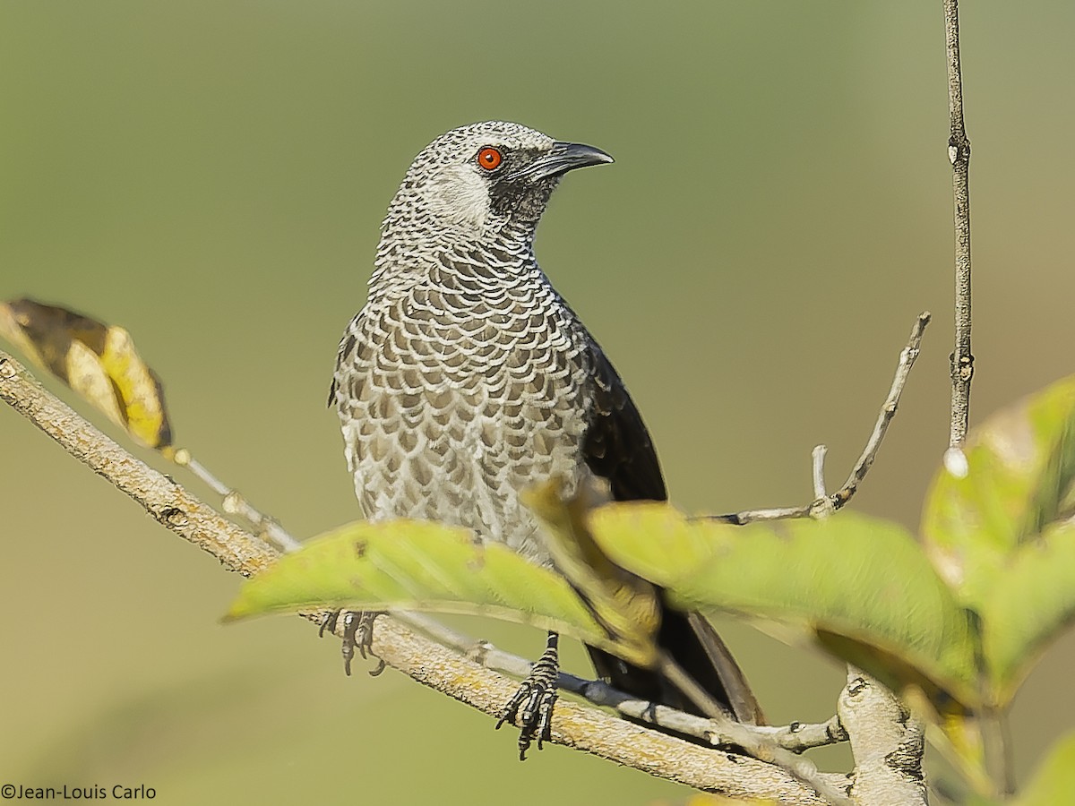 White-rumped Babbler - ML625317283