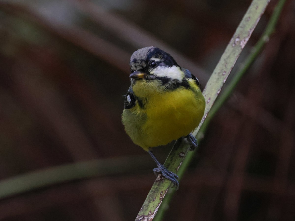 Yellow-bellied Tit - ML625317360