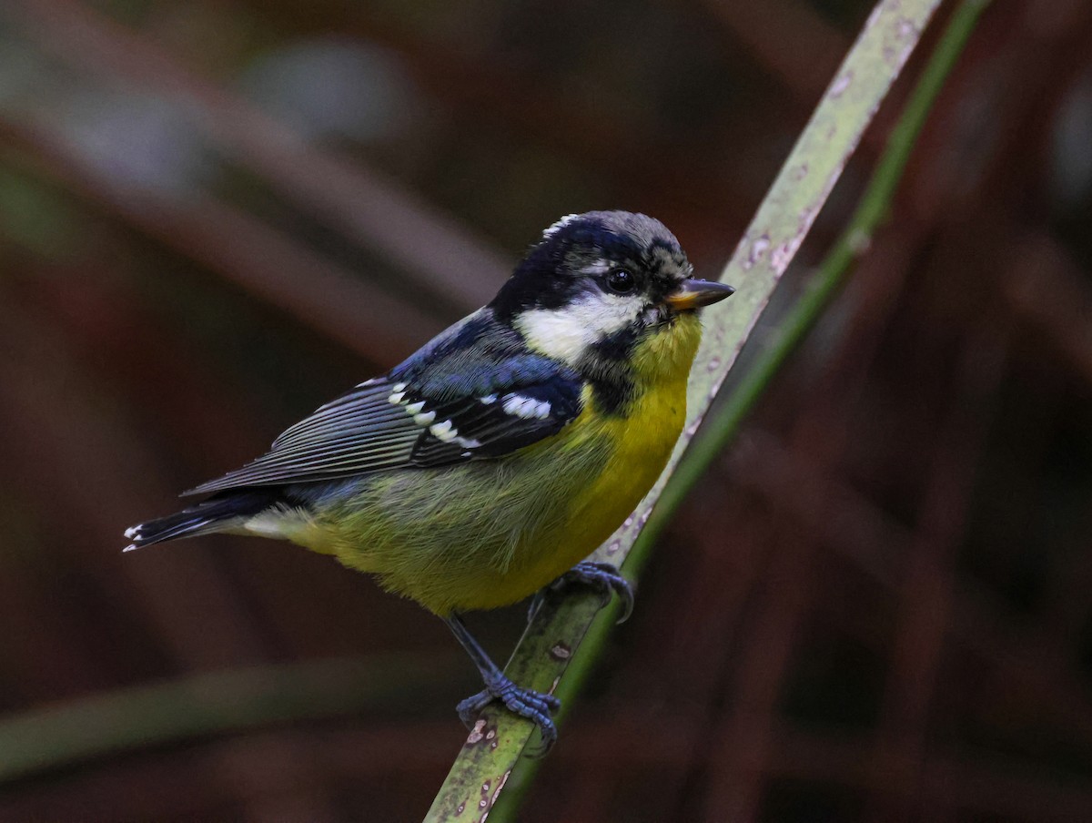 Yellow-bellied Tit - ML625317361